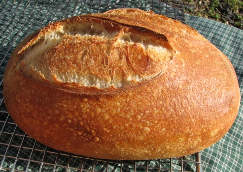 Northwest Starter Bread