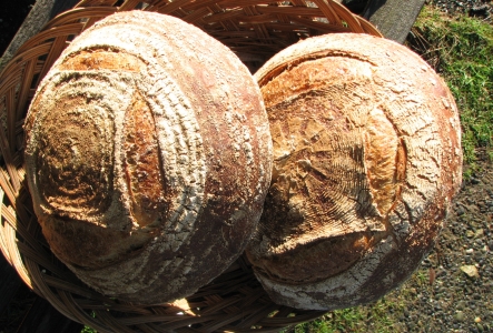 Two Sourdough Rye loaves