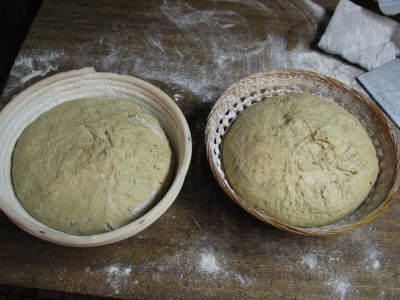dough ready to proof