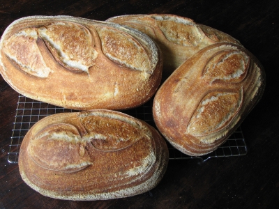 San Francisco Sourdough