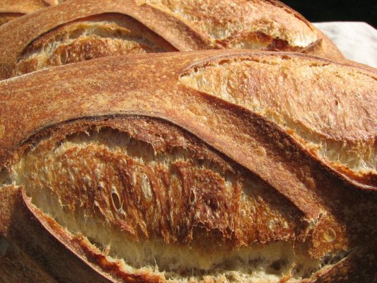 Closeup of Super White Sourdough